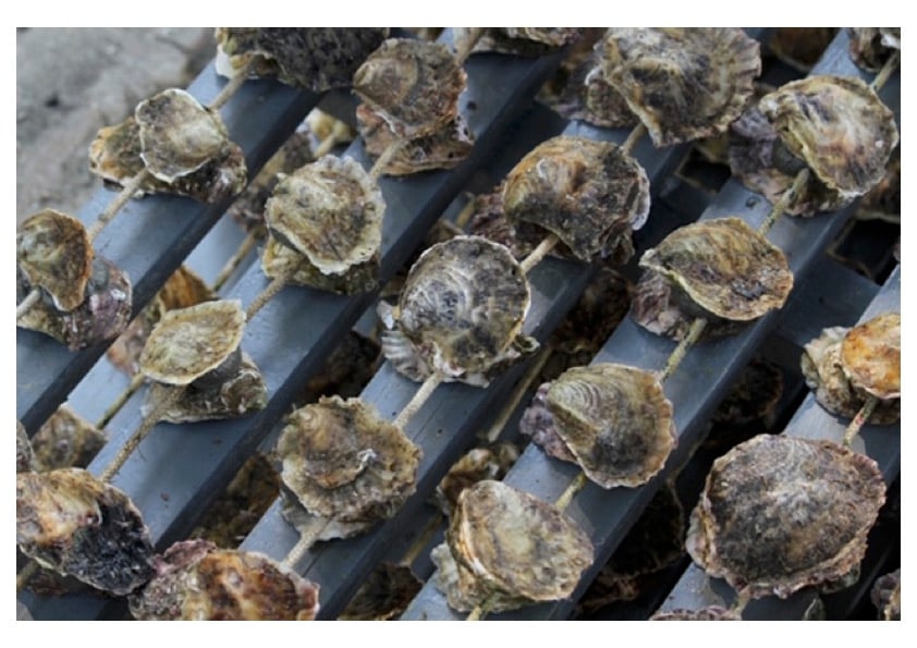 Authentic Oyster & Mussel Tasting in Ston Bay