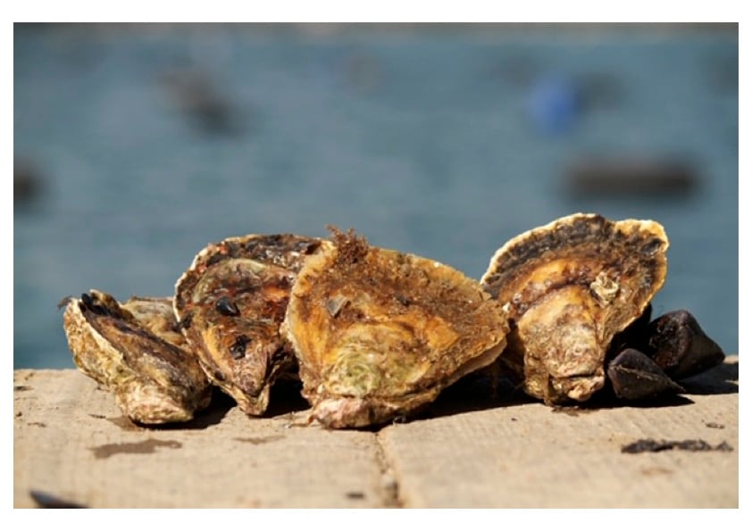 Fresh oysters by the sea at an oyster farm in Ston Bay, Croatia
