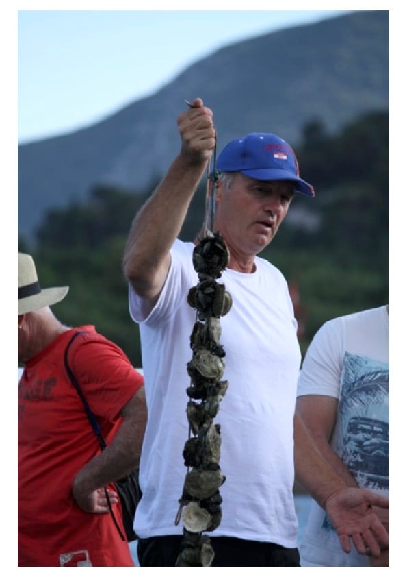 Local oyster farmer holding freshly harvested oysters on a rope during a tasting tour in Ston Bay, Croatia
