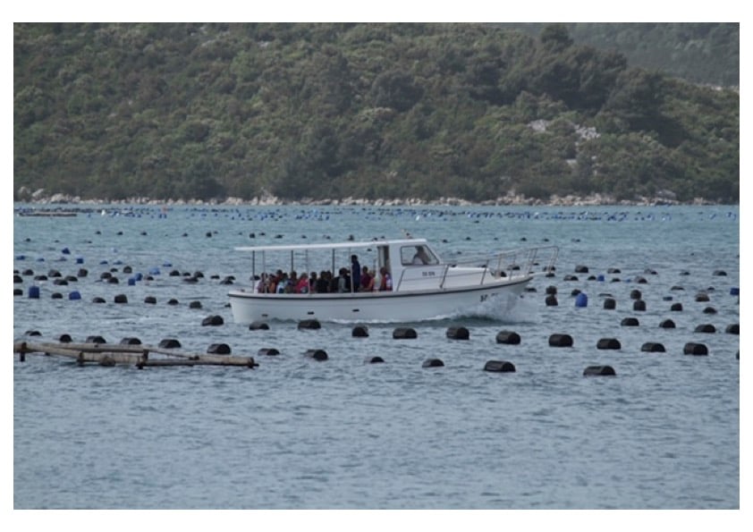 Boat with guests passing through oyster farms in Ston Bay during a tasting excursion, Croatia